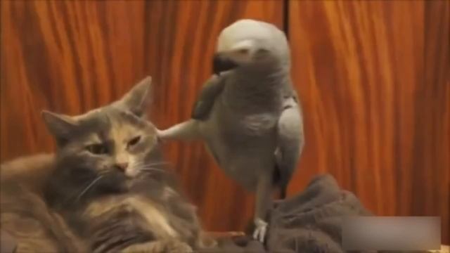 Приколы с котами с ОЗВУЧКОЙ!  Милые и смешные животные 2022– Доми шоу