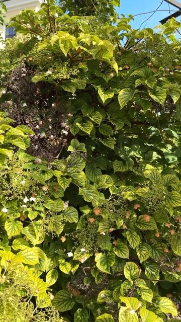 …прекрасная «солнечная» черешковая гортензия 🌿#nature