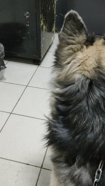 прививок не боюсь