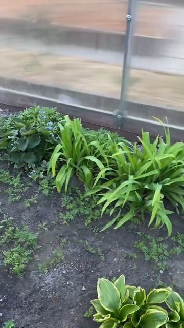 #сад #огород #дача #рассада #теплица 44. 04.06.2024