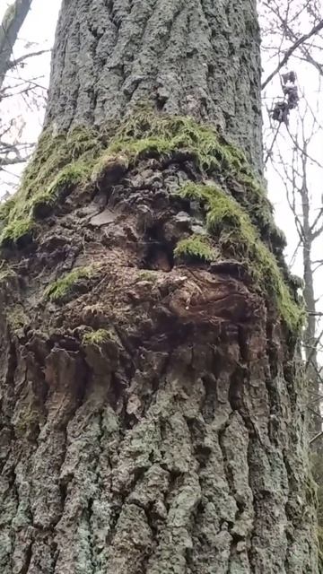 Лица деревьев. The faces of the trees.