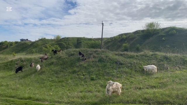 Козы