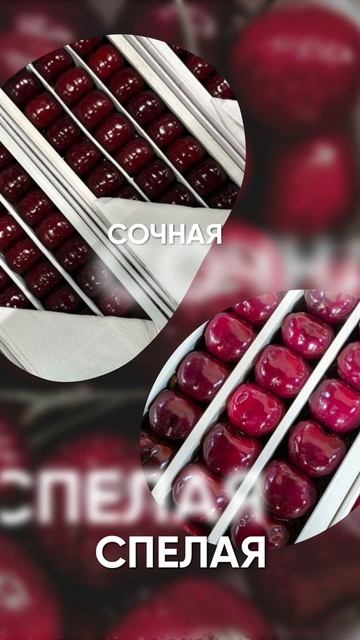 Узбекская черешня доставка