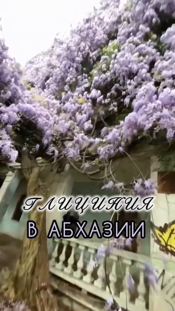 18 апреля 2025 🌸фототур в Абхазию #глициния #турвабхазию