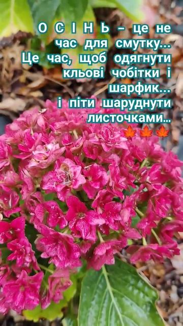 Осінні гортензії Rembrandt Rosso Glory, You and Perfection #криничанська