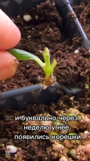 Не торопитесь выбрасывать засыхающий черенок гортенз