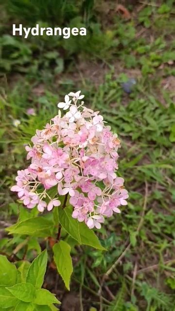 #garden #gardenflowers Hydrangea Vanilla Fraise, Гортензія Ваніла Фрайз
