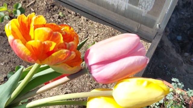 Наши 8,4 сотки🏡Поздравляю всех с праздником,с Днём Победы 🌷🌷🌷