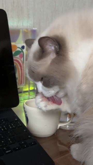 #котики #рек подписка лайки 🧡🧡🧡