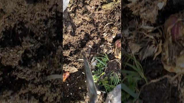 Не удержалась! Опять пополнение в моей цветочной грядке! 2 новых лилии.