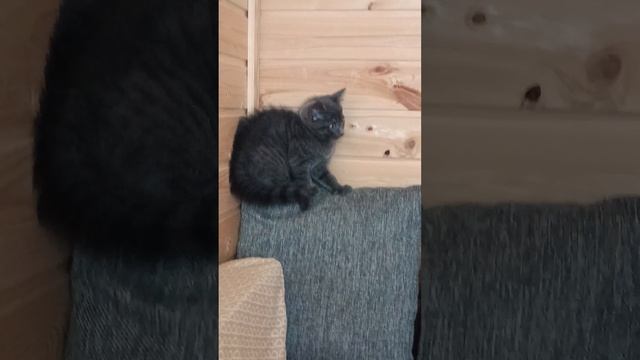 Котёнок знакомится с собакой
