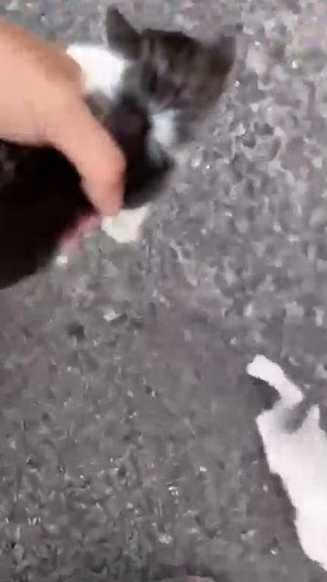 Мужчина останавливается, чтобы спасти котенка, но попадает в засаду 😍