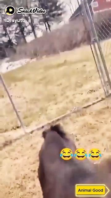 смешной козёл😂❤️ го лайк подписка))