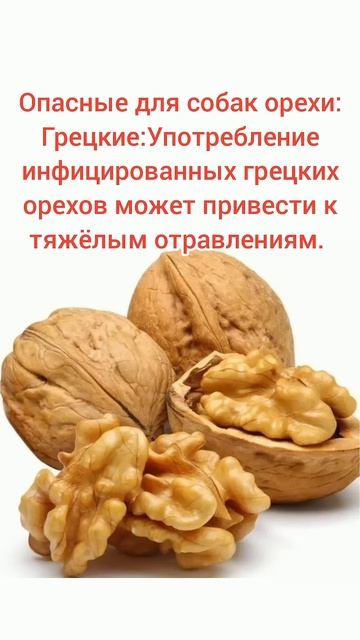 Можно ли собакам орехи  #собака #pets