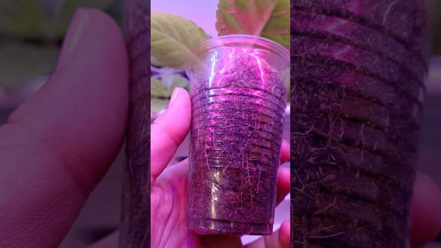 детский сад из глоксиний 😍🧚♀
результаты пикировки 🥰🧚♀🌹🌹🌹