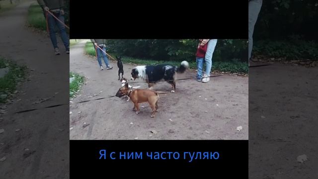 Как я гуляю в парке с собаками. (австралийская овчарка аусси Рунни)