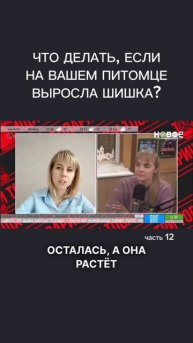 Что делать, если на питомце растёт шишка? #животные #ве?