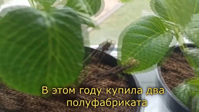 Первые гортензии