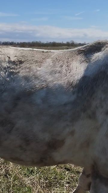 Чистюля как всегда радует