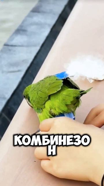 А ты знаешь что есть памперсы для птиц? #shorts