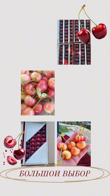 Узбекская черешня