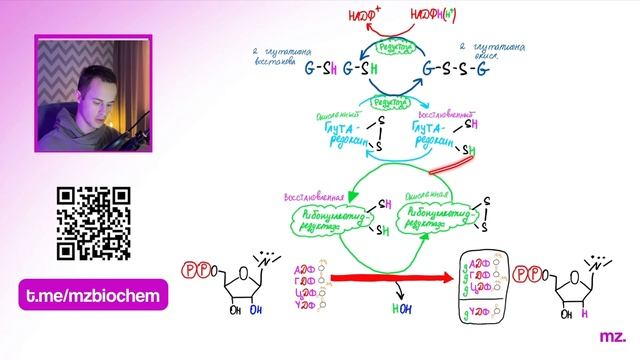 ВСЕ ПРО ДЕЗОКСИРИБОНУКЛЕОТИДЫ за 10 МИНУТ // На Биохимическом