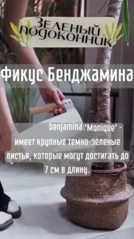 Топ 5 самых дорогих цветов в мире #интерьер #дом #цветы #