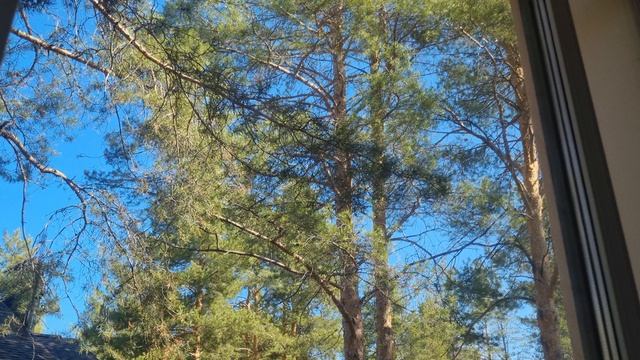 Ели🌲
