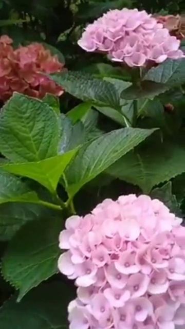 Гортензія Magical Revolution Pink.       #flowers #love #nature #hydrangea #продаж #