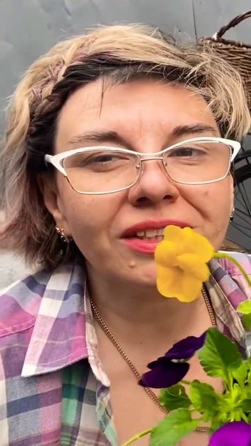 Анютины глазки