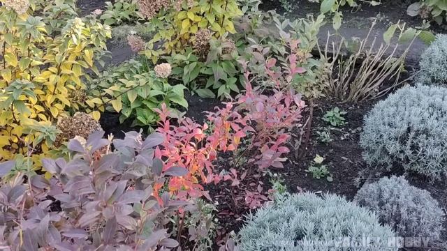 Лучшие ХВОЙНЫЕ - БЕЗ  ЗАБОТ и ХЛОПОТ 👍 Мои РАБОТЫ в САД