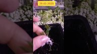 🫣 Все погибло❗ Зимнее черенкование гортензий.