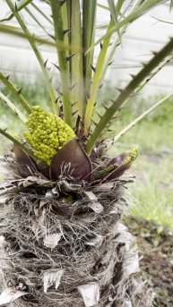 Chamaerops Humilis var. Cerifera #chamaerops #palm