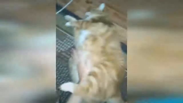 КОШКИ 2019 Смешные коты приколы с котами до слез – Смешные кошки 2019 – Funny Cats