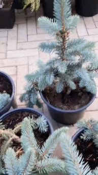 🌲Ель пунгенс глаука пендула | Telegram: https://t.me/love_is_hvoiny_dvori
