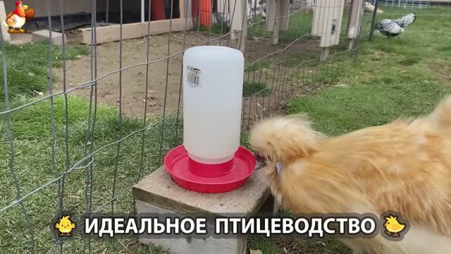 Идеальное птицеводство достойно восхищения 🐓🦆🦢🦚🦃🐔 эпизод (187)