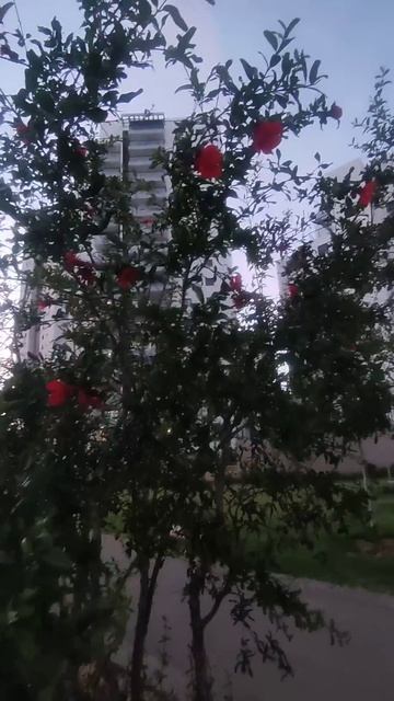 Punica granatum/ Гранат/Pomegranate