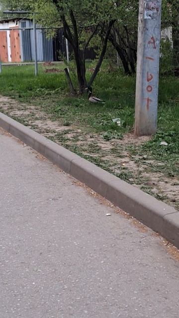 утку  в деддом здали🤣