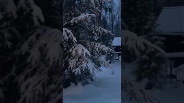 Зимняя сказка в Романов лесу