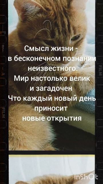 смысл жизни есть