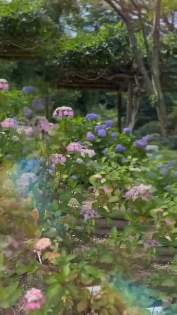 #hydrangeas #beautiful #hortensia #garden #гортензия #flower #hydrangea #paniculata #macro