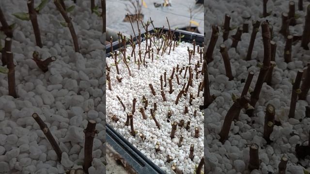 Укоренение гортензии деревянным черенком разными спо