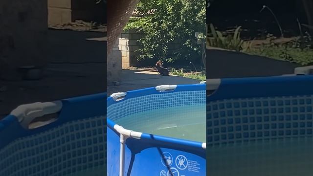 Самый лучший друг человека 🙂🙂🙂 #собака #собакадруг