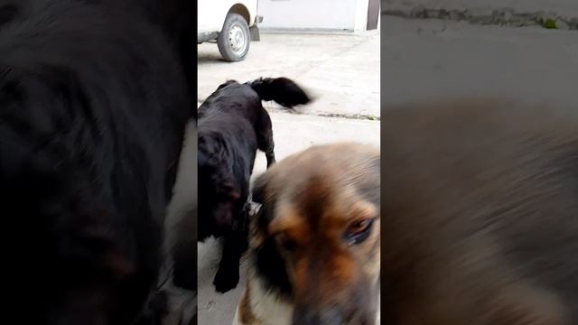 Собаки - это собаки