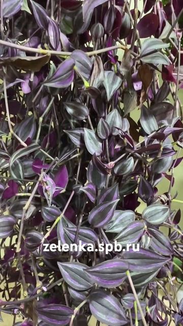Подвесная Традесканция фиолетовая 23/90