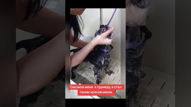 💖 Новая жизнь после испытаний. Бенджамин, наш маленький герой, чудом избежал смерти.