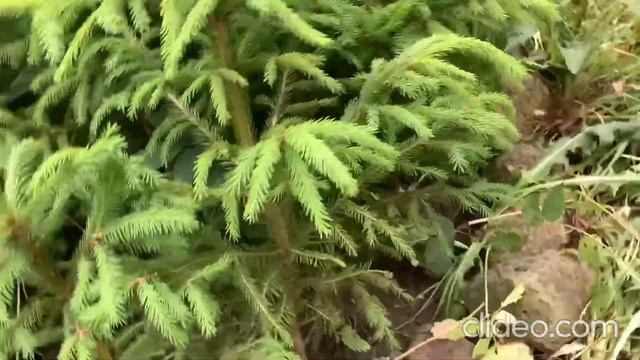 Продаю ели для изгороди от 300 рублей в СПб🌲