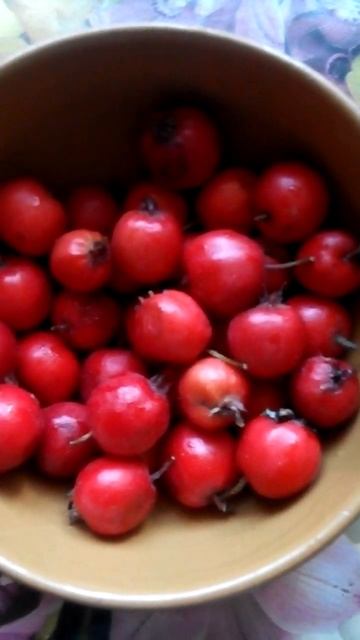 #Боярышник #haws #hawthorn #whitethorn #newharvest #crataegus