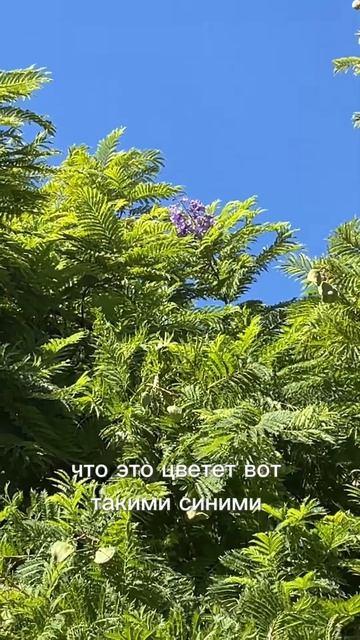 Акация в Турции #комнатныецветы#цветыдлядома#цветы#ак
