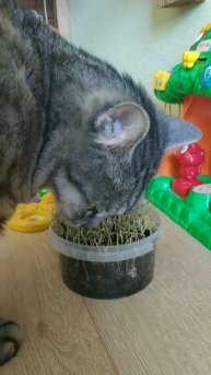 есть трава и сразу нет🌿